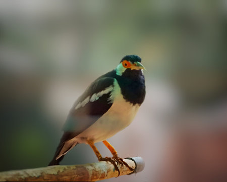 Close up of a colorful bird on a perch with blurred background
