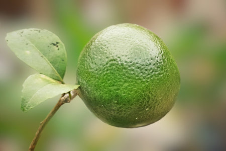 Lime fruit on the tree in the garden, stock photo imageの写真素材