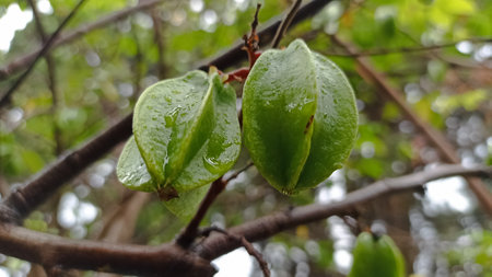 star fruit on tree, star fruit on tree, star fruit on treeの写真素材