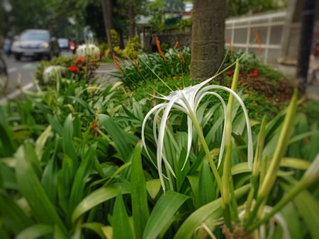White spider lily flower blooming in the garden, Thailand.の写真素材