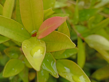 Water drops on the leaves of a magnolia tree in the gardenの写真素材