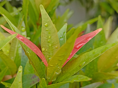 Rain drops on the leaves of a houseplant, close-upの写真素材
