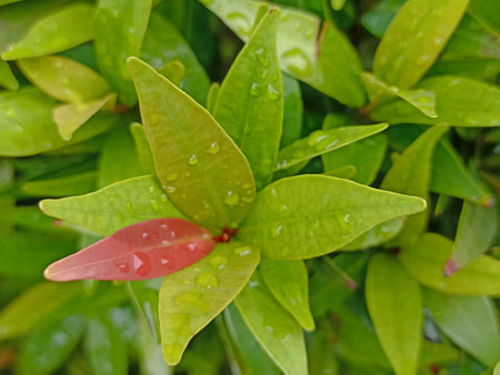 Close up of green leaves with water droplets on the leaves.の写真素材