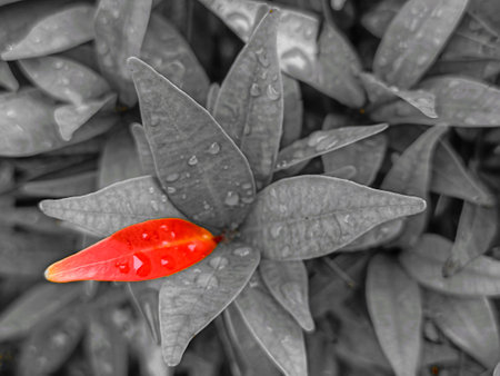 Red leaf with rain drops on the leaves, black and white toneの写真素材