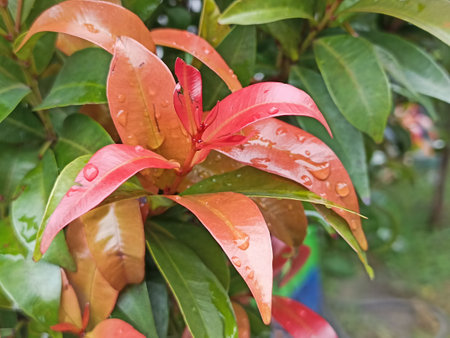 Red leaves of a magnolia tree with water drops in the gardenの写真素材