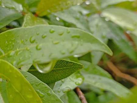 Water drops on green leaf after rain in the garden with copy space.の写真素材