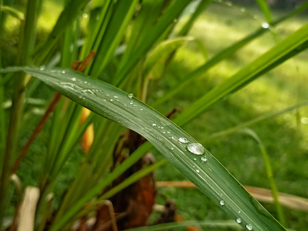 Water drops on green grass after the rain. Beautiful nature background.の写真素材