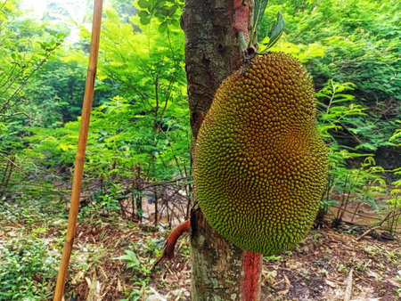 Jackfruit on the tree in the garden. Tropical fruit in Thailand.の写真素材