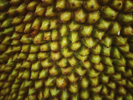 Close up of Jackfruit skin texture background. (Scientific name Durian)の写真素材