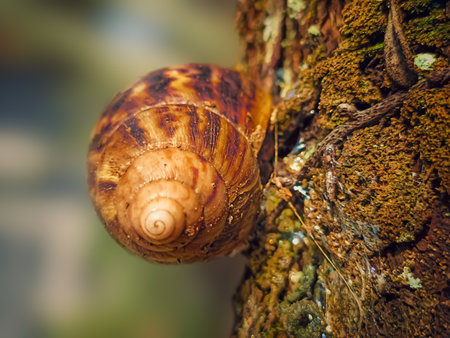 Snail shell on a tree bark. Shallow depth of field.の写真素材