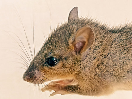 Close up of a brown mouse isolated on a white background, studio shotの写真素材