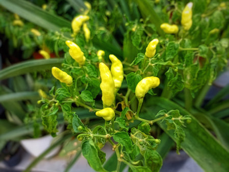 Yellow hot chili peppers on the plant in the garden, Thailand.の写真素材