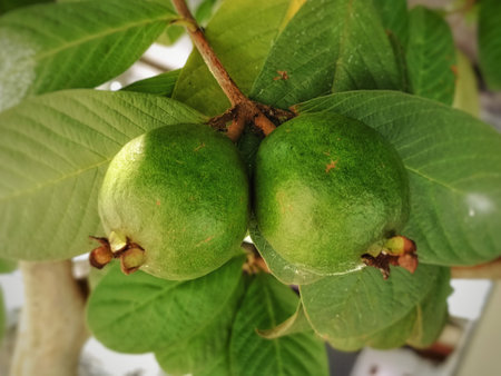 Fresh green guava fruit on the tree in the garden. Tropical fruit.の写真素材