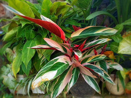 Variegated Aglaonema leaves in flower pot, stock photoの写真素材