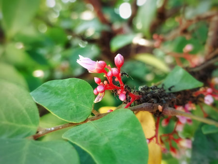 Pink flower of guava fruitの写真素材