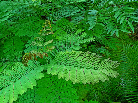 Fern leaves on the ground in the rainforest of Thailand.の写真素材