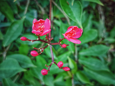 Beautiful pink flowers on the background of green leaves. Selective focus.の写真素材