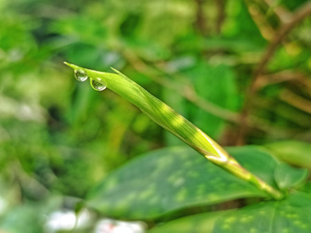 Water drop on green leaf with blur background, selective focus and shallow DOF.の写真素材