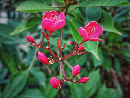 Beautiful pink flowers in the garden. Selective focus and shallow depth of field.の写真素材