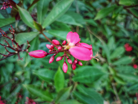 Pink flower in the garden, Thailand. (Selective focus)の写真素材