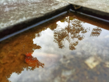 Reflection of a tree in a puddle of water with reflectionの写真素材