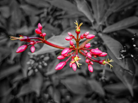 Pink flowers on black and white background. Shallow depth of field.の写真素材