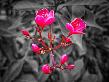 Beautiful pink flowers in the garden. Black and white photo.の写真素材