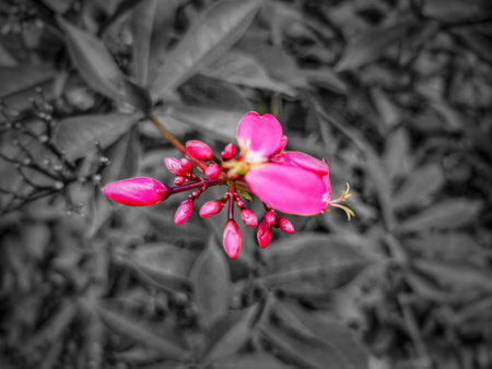 Beautiful pink flowers in the garden. Black and white photo.の写真素材