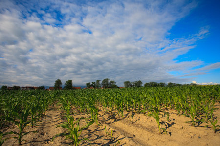 corn