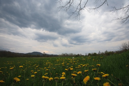 dandelionの写真素材