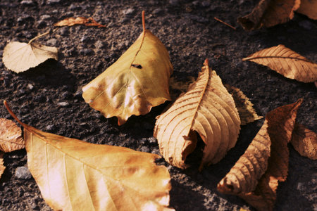 dry leaves