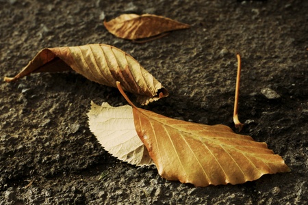 yellow leavesの写真素材