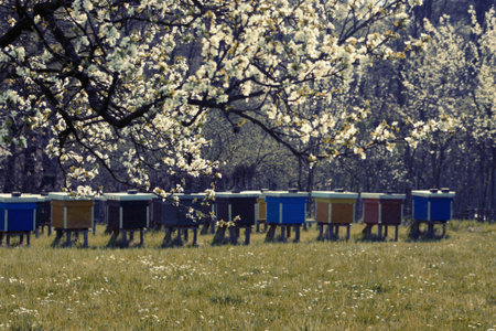 beehive springの写真素材