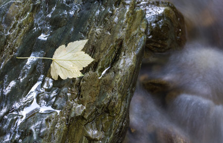 sheet rock