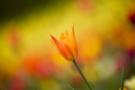 Tulipsの写真素材