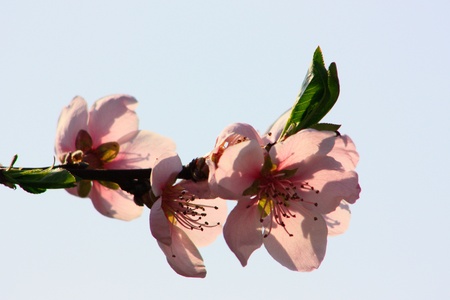 blossoms in early spring の写真素材