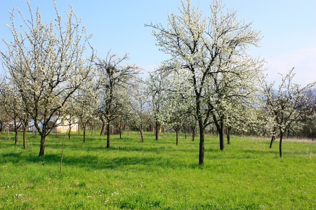 blossom の写真素材