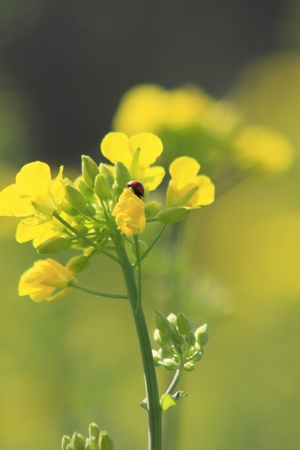 oilseed rapeの写真素材