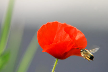 beautiful flowerの写真素材