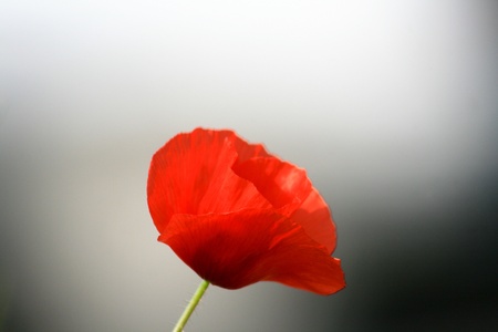 Poppy flowerの写真素材