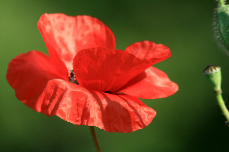 beautiful poppies