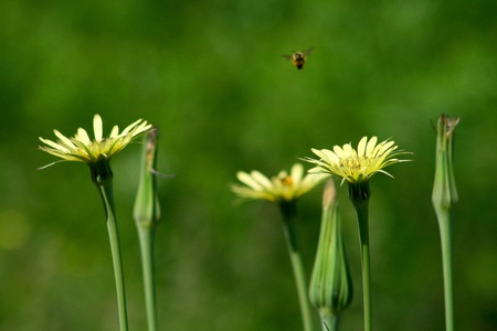 Flowersの写真素材
