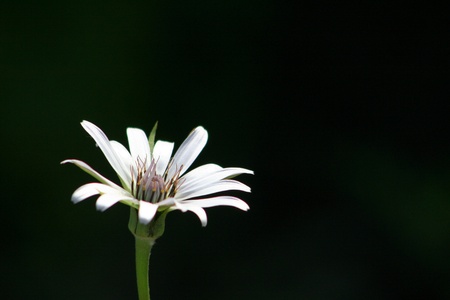 flowerの写真素材