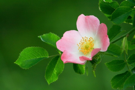Flowersの写真素材