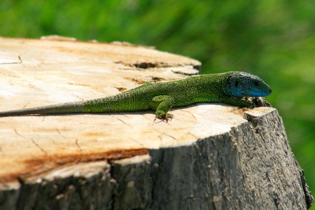 lizardの写真素材