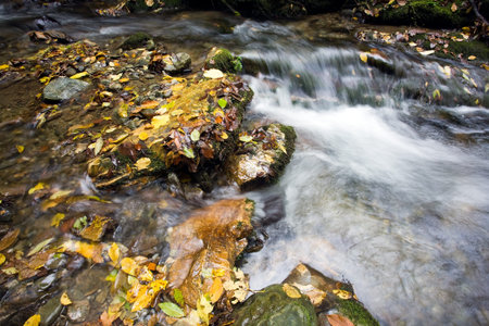 Beautiful stream 
