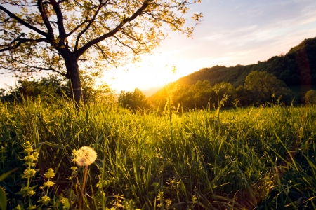 Beautiful landscape treeの写真素材