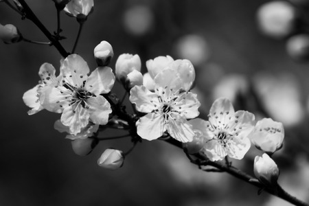 Blossom in spring black and whiteの写真素材