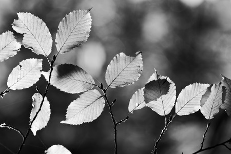 Leaves black and whiteの写真素材