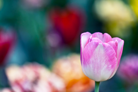 Tulips, springの写真素材